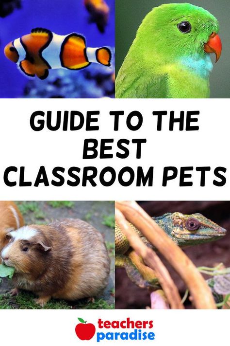 Kindergarten Class Pet Ideas, Classroom Pets Ideas, Easy Classroom Pets, Best Classroom Pets, Classroom Pets Real, Classroom Fish Tank Class Pet, Class Pets Ideas Teachers, Class Pet Ideas, Classroom Pet Ideas