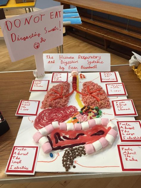 Digestive Tract Project, Diy Human Body Model, Immune System Projects For School, Endocrine System Project Ideas, The Digestive System Project, Human Digestive System Project, Diy Digestive System Model, Digestive System Activities For Kids, Anatomy Models Diy