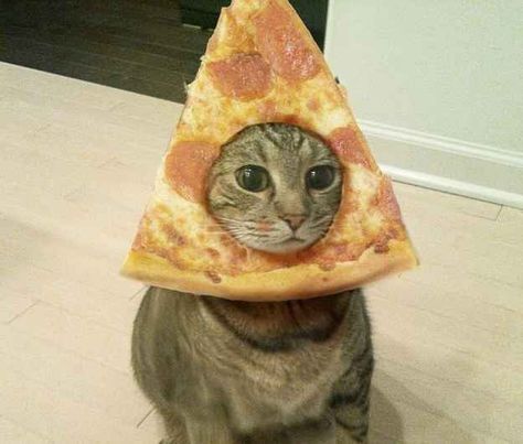 "My devotion to pizza is unparalleled" | 16 Cats Who Love Pizza As Much As You Trippy Cat, Gatos Cool, Trill Art, Pizza Cat, Galaxy Cat, Space Cat, A Pizza, Cat Costumes, Pet Costumes