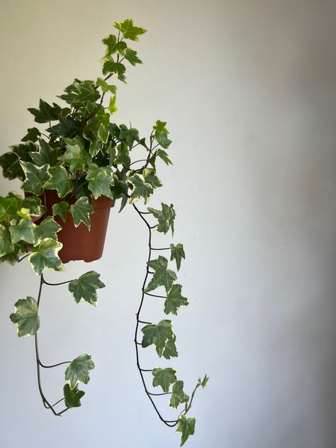 Potted Ivy, Ivy Plant Indoor, Circle Border, Circle Borders, Plant Catalogs, Ivy Plants, Rv Decor, New Room, Ivy