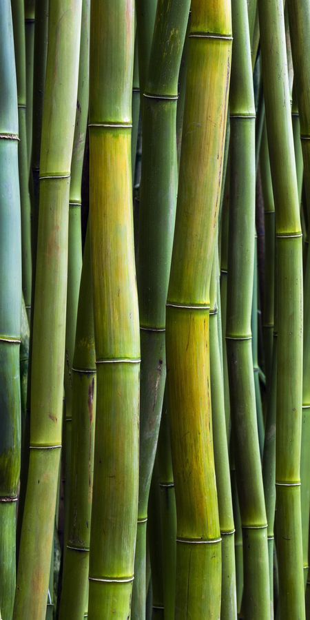 Amoled Wallpapers, Bamboo Art, Phone Wallpaper Quotes, Texture Inspiration, Bamboo Tree, Trending Pins, Cool Wallpapers For Phones, On Phone, Pink Wallpaper Iphone