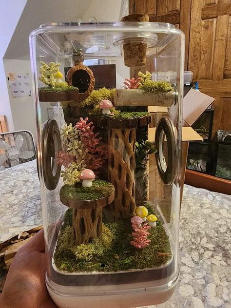 Creator/Artist Credits: Tinsley Howard Jumping Spider Fairy Garden, Jumping Spider Terrarium Ideas, Themed Terrarium Ideas, Jumping Spider Playground, Spider Terrarium Ideas, Pet Jumping Spider Enclosure, Jumping Spider Enclosure Decor Ideas, Diy Jumping Spider Enclosure, Spider Enclosure Ideas