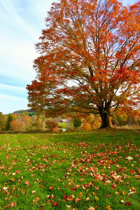 Fall In Connecticut Aesthetic, New England Woods, Fall Connecticut, Ohio Aesthetic, Autumn In Connecticut, Connecticut Aesthetic, New England Fall Photography, Winter Nostalgia, Fall Nostalgia