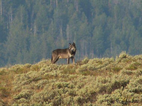 Yellowstone wolf "754" near Soda Butte Creek. Credit: Doug McLaughlin Yellowstone National Park Wolves, Wolf Packs, Yellowstone Wolves, Wolf Pics, Hunting Tattoos, Trail Cameras, The Bucket List, Gray Wolf, Grey Wolf