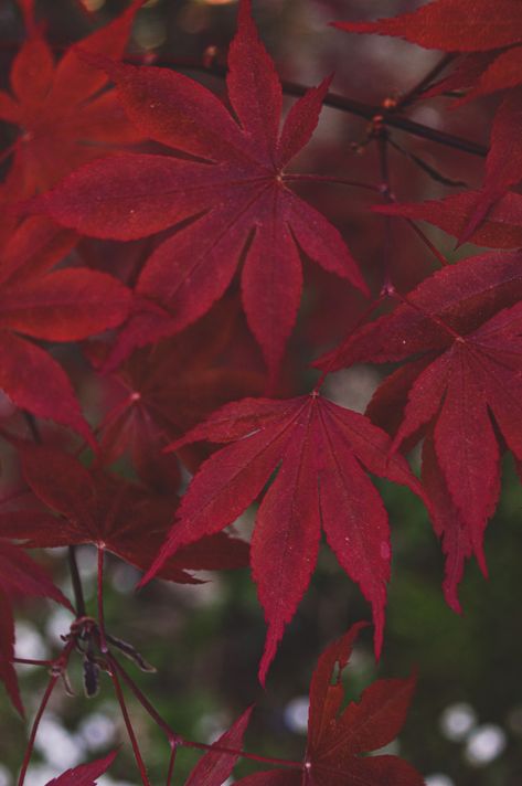 Maple, leaf, red, nature Red Leaf Aesthetic, Maple Leaf Aesthetic, Fall Red Leaves, Japanese Maple Leaf, Japanese Maple Leaves, Design Booklet, Japanese Red Maple, Carrd Resources, Red Maple Tree