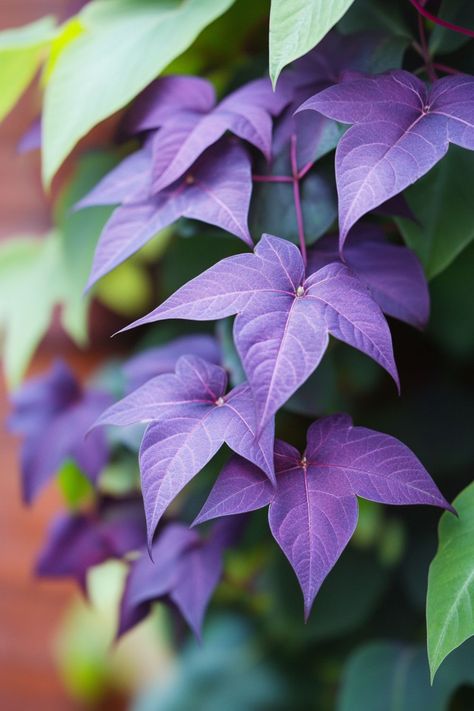 "Sweet Potato Vine (Ipomoea batatas) is a vibrant and versatile plant that adds a splash of color to any garden or container! 🌿🌸 With its lush, trailing vines and striking foliage in shades of green, purple, and bronze, this plant is perfect for adding texture and depth to hanging baskets, garden beds, or as ground cover. Easy to grow and care for, Sweet Potato Vine thrives in both sun and shade.🌱✨ #SweetPotatoVine #ColorfulFoliage #ContainerGardening #GardenDecor" Ipomoea Batatas, Plant Vegetables, Sweet Potato Vine, Potato Vines, Purple Sweet Potatoes, Potted Houseplants, Ground Cover, Water Garden, Hanging Baskets