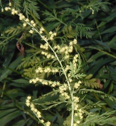 Small Yellow Flowers, Sweet Annie, Herb Farm, Hanging Flowers, Last Post, Country Primitive, General Store, Garden Flowers, Outdoor Projects