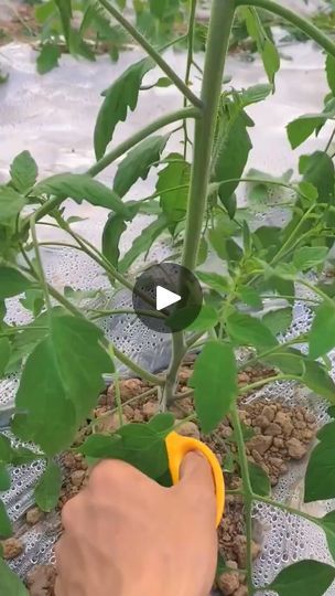 Tomato Gardening, Pruning Tomato Plants, Tomato Pruning, Vegas Pool Party, Tomato Plant, Tree Lover, Tomato Garden, Tomato Plants, Bougainvillea