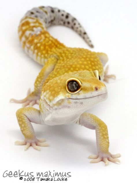 I shot this in raw, and during the conversion process, neglected to convert the color space to sRGB, so the colors came out a lot more muted then the other picture of this same gecko [which was sho... Colorful Gecko, Gecko Photography, Leopard Gecko Colors, Leopard Gecko Photography, Leopard Gecko Cute, Cute Gecko, Pet Lizards, Cute Lizard, Cute Reptiles