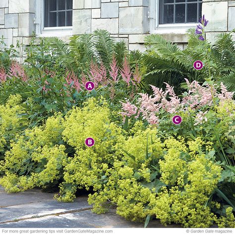 No more dull foundations. Tired of the traditional green shrub foundation planting? Try perennials instead!  A – ‘Cattleya’ astilbe (Astilbe), B – Lady’s mantle (Alchemilla mollis), C – ‘Peach Blossom’ astilbe (Astilbe x rosea), D – Ostrich fern (Matteuccia struthiopteris) Purple Astilbe, Nantucket Garden, Xeriscape Landscaping, Front Landscape, Shade Gardening, Woodland Gardens, Long Blooming Perennials, Lady's Mantle, Garden Magic