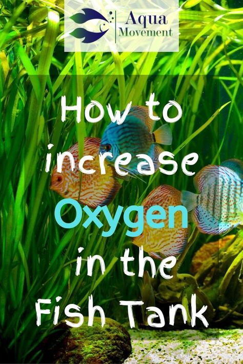 Having adequate oxygen in a fish tank is a crucial part of keeping fish healthy. That’s why it’s essential to learn how to increase oxygen in the fish tank. Fresh Water Fish Tank Ideas, Tropical Fish Tank Ideas, Fish Tank With Plants, Fish Tanks Ideas, Fish Freshwater, Biotope Aquarium, Beautiful Tropical Fish, Fish Healthy, Fish Tank Themes