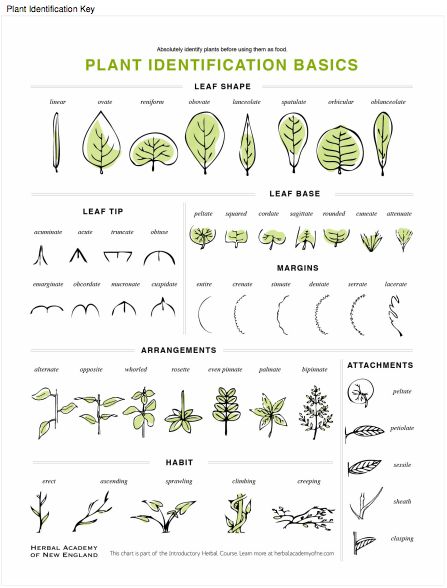 Plant Identification Key available for download in the Introductory Herbal Course Botany Drawings, Botany Tattoo, Botany Notes, Sarah Simblet, Botany Art, Botany Illustration, Tattoo Vintage, Edisto Island, Botany Bay