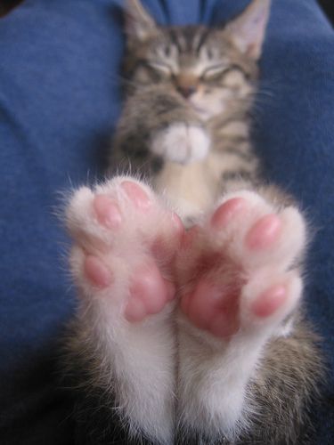 Paws Funny Cat Pictures, Reflexology, Cute Kittens, Cat Paws, Beautiful Cats, Animals Friends, Crazy Cats, Cat Pics, Cat Love