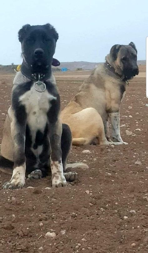 Persian Mastiff, Kangal Shepherd, Turkish Kangal, Kangal Dog, K9 Unit, Big Dog Breeds, Malinois Dog, Anatolian Shepherd, Huge Dogs