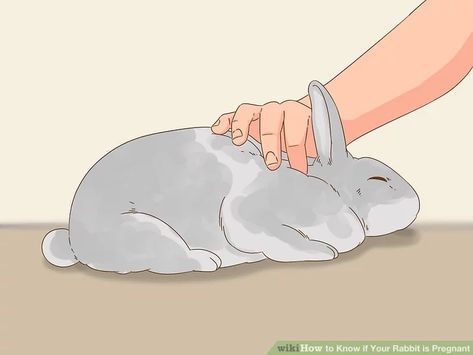 How to Know if Your Rabbit is Pregnant: 10 Steps (with Pictures) Raising Rabbits, 6 D, Rabbits, How To Know, The History, Adoption, History, 10 Things, Animals