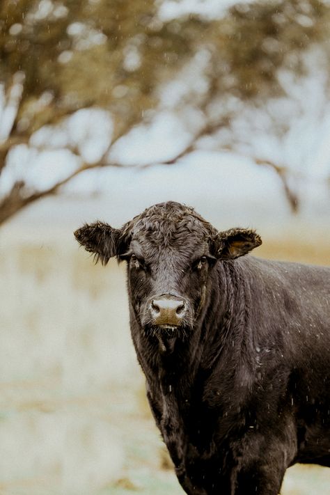 Livestock Photography, Angus Bull, Country Girl Aesthetic, Ranch Photography, Show Cows, House Flipper, Cowboy Photography, Pet Cows, Cow Photography