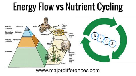 Differences between Energy Flow and Nutrient Cycling in an ecosystem. Simplified explanation for concept clarity Science Food Chains, Nutrient Cycle, Trophic Level, Biology Resources, Food Chains, Plant Nutrients, Natural Science, Plant Science, Food Chain