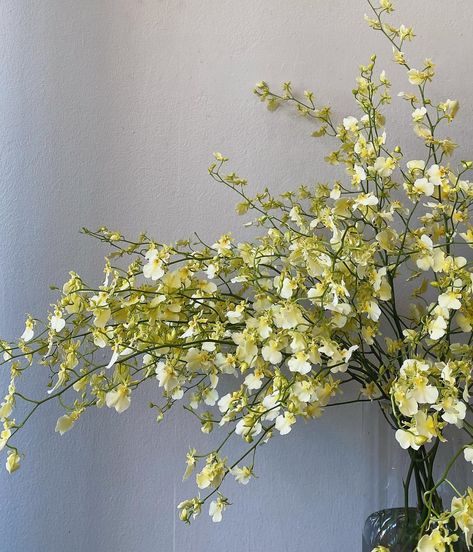 Everything we’ve ever wanted from an oncidium orchid. Yellow Oncidium Orchids, Orchids For Wedding, Brooklyn Interior, Oncidium Orchid, Oncidium Orchids, Long Stem Flowers, Yellow Orchid, Bouquet Flower, Floral Studio