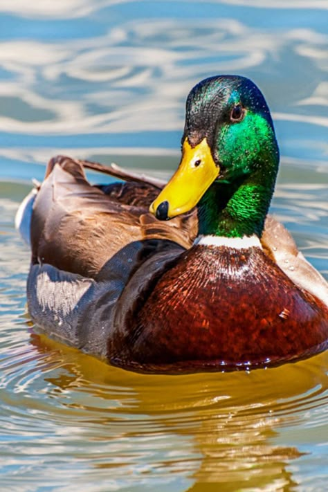 Beautiful Mallard Duck Ducks Reference, Ducks Mallard, Mallards Ducks, Pictures Of Ducks, Mallord Duck, Mallard Duck Photography, Duck Images, Duck Reference Photo, Mallard Duck Art