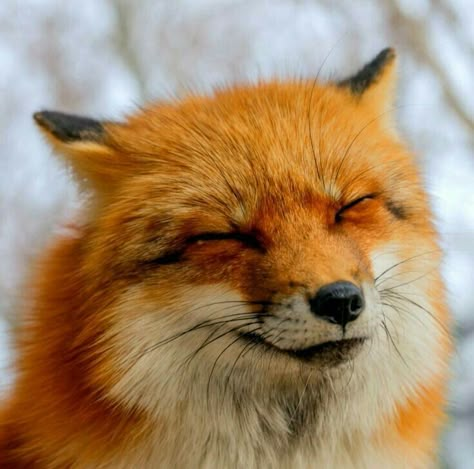 Fox Village Japan, Fox Pups, Fox Images, Red Foxes, Cute Foxes, Vulpes Vulpes, Fox Pictures, Fox Face, What Does The Fox Say