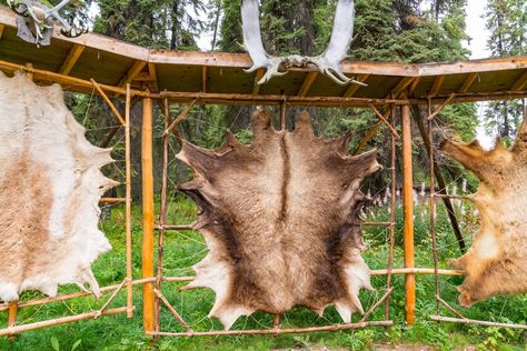 The Art of Tanning Hide: A Step-by-Step Guide to Preserve Animal Skins Tanning Deer Hide, Hide Tanning, Tanning Hides, Deer Hide, Animal Hide, A Deer, Protective Clothing, Save Money On Groceries, Work Gloves