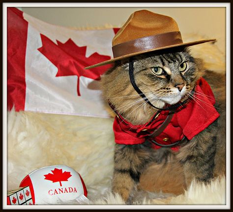 All ready for Canada Day!  One of my all time favorite Maine Coons, Abbie! Canada Day Images, Canadian Cat, Cat Dressed Up, Happy Canada Day, Kitty Kitty, Canada Day, Funny Cat Memes, Cat Costumes, Fat Cats