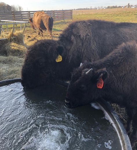 Monnin Bison Co. on Instagram: “#thirstythursday. . . #thirsty #drinks #drinkup #monninbisoncompany #ohiobison #ohiobisonfarm #farm #knowyourfarmer #ohio #ohioag #usa…” Bison Farm, Thirsty Thursday, Life Ideas, Farm Life, Farmer, Ohio, Pet, Drinks, Animals