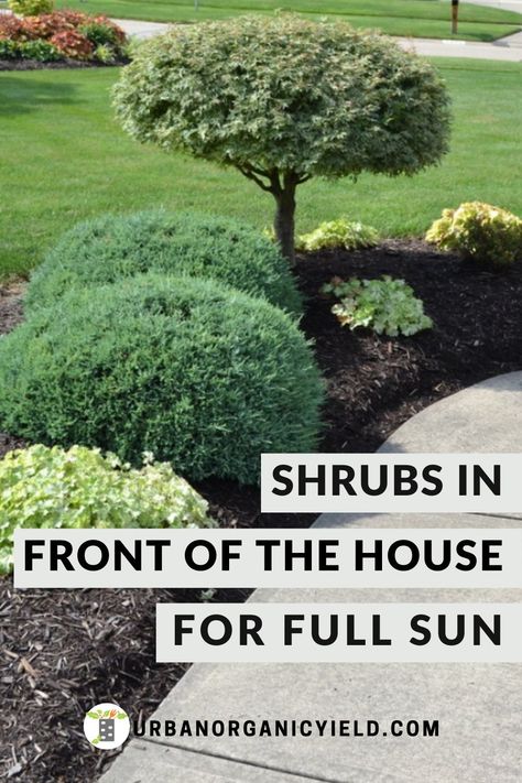 Evergreen Landscape Front Yard, Flower Beds Ideas, Full Sun Landscaping, Low Maintenance Landscaping Front Yard, Full Sun Garden, Drought Tolerant Shrubs, Shrubs For Landscaping, Landscaping Shrubs, Full Sun Shrubs