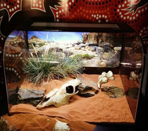 Desert Terrarium Desert Enclosure Ideas, Desert Snake Enclosure, Desert Reptile Terrarium Ideas, Desert Reptile Enclosure, Scorpion Tank Setup, Desert Terrarium Reptile, Desert Enclosure, Desert Terrarium Ideas, Scorpion Terrarium