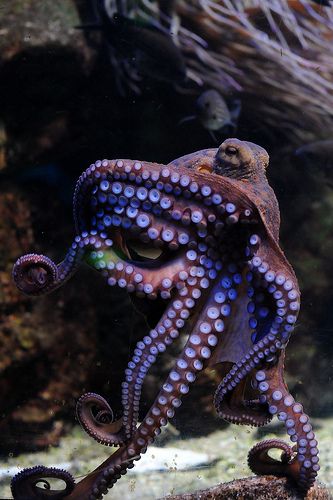 ˚Octopus vulgaris Octopus Vulgaris, Common Octopus, Beneath The Sea, Octopus Art, Beautiful Sea Creatures, Underwater Creatures, Underwater Life, Ocean Creatures, Ocean Animals