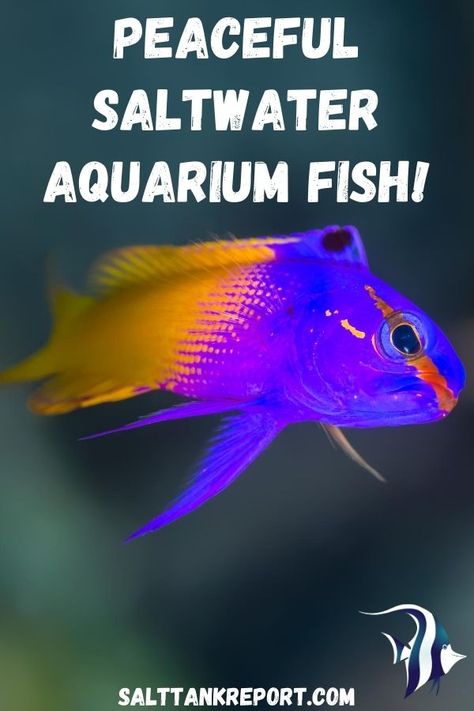 #saltwaterfish #saltwaterfishforbeginners #saltwateraquariums Salt Water Aquarium Ideas, Salt Water Aquarium, Reef Tank Aquascaping, Saltwater Aquariums, Saltwater Aquarium Fish, Coral Reef Aquarium, Fish Keeping, Saltwater Fish Tanks, Marine Tank