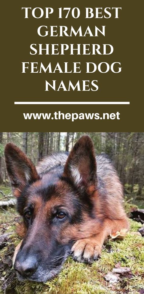 Do you having a German shepherd female dog and you are finding her names:  germenshepherds #shepherds #dogs #femaledog #pet #thepaws German Shepherd Names Unique, German Shepherd Names Female, Names For German Shepherd Dogs, German Shepherd Dog Names, Training A German Shepherd Puppy, Girl Dog Names Unique, German Dog Names, German Shepherd Female, Puppy Girl Names