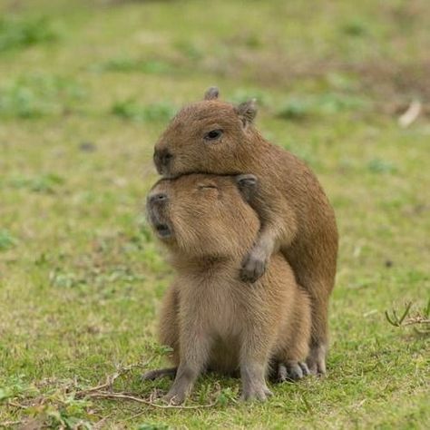 Capybara Pet, Animals Friendship, Silly Animals, Funny Animal Memes, Pet Costumes, Cute Creatures, 귀여운 동물, Animal Memes, Animals Friends