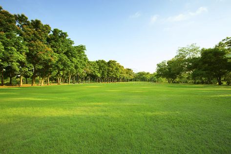 Beautiful morning light in public park with green grass field an. D green fresh , #Aff, #park, #green, #grass, #public, #Beautiful #ad House Compound, Green Grass Field, Types Of Grass, Mother Earth News, Green Field, Grass Field, Casa Exterior, Healthy Garden, Public Park