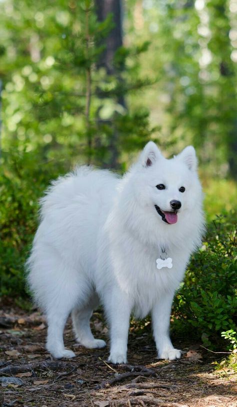 Japanese Spitz Dog, Japanese Dog Breeds, Spitz Dogs, Shepherd Dog Breeds, Japanese Spitz, Japanese Dogs, Samoyed Dogs, Cute Dog Pictures, Pretty Dogs