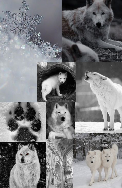 White Wolf Wallpaper, Wallpaper Wolf, Creepy Animals, Werewolf Aesthetic, Wolves And Women, Wild Animals Pictures, Wolf Photos, Wolf Spirit Animal, Wolf Wallpaper