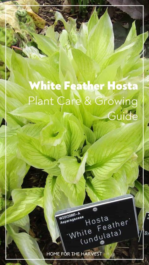 White Hosta Plants, White Feather Hosta, Hosta Care, Hosta Gardens, Hosta Plants, Permaculture Gardening, Permaculture Design, Organic Soil, White Leaf