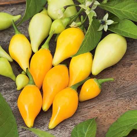 Pepper Biquino Yellow (Sweetydrop) Seeds Hot Pepper Seeds, Chilli Peppers, Bean Seeds, Chile Pepper, Yellow Pepper, Pepper Plants, Pepper Seeds, Chilli Pepper, Eating Raw