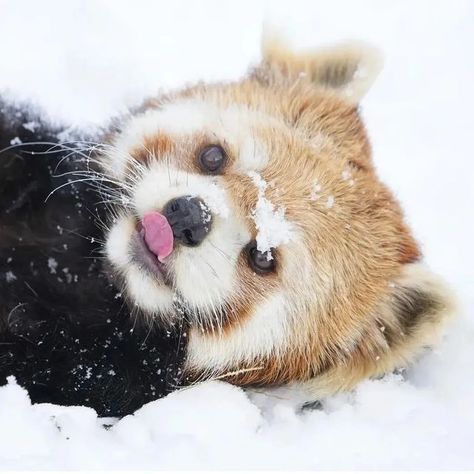 Redpanda on Instagram Red Panda Cute, Fav Animal, Red Pandas, Panda Love, Red Baby, Silly Animals, Cute Wild Animals, Red Panda