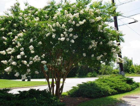 Fast-Growing Shade Trees That Make a Statement Fast Growing Shade Trees, Cypress Mulch, Large Backyard Landscaping, Myrtle Tree, Crepe Myrtle, Tiny White Flowers, Blooming Trees, Crape Myrtle, Garden Shrubs