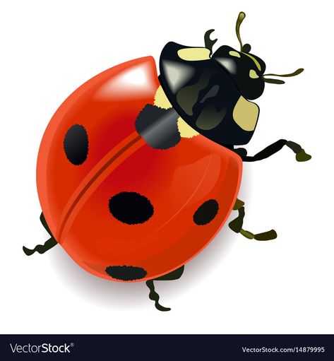 Red ladybug Royalty Free Vector Image - VectorStock Ladybug Images, Ladybug Meaning, Bug Pictures, Ladybug Vector, Playground Pictures, Red Bug, Preschool Pictures, Butterfly Art Drawing, Kids World Map