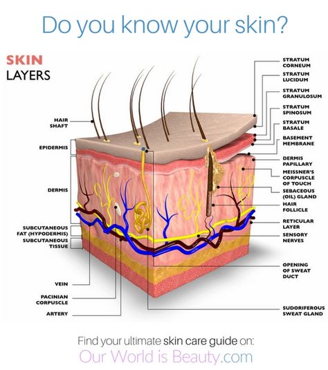 layers of the skin - Your skin is the first thing people see and mirrors the state of your health. Here is a complete guide, with cheat sheets and video's, for perfect skin #skincare #smoothskin #naturalskin Cosmetic Science, Skin Anatomy, Medicine Logo, Integumentary System, Natural Anti Aging Skin Care, Homemade Beauty Recipes, Skin Facts, Layers Of The Skin, Herbal Skin Care