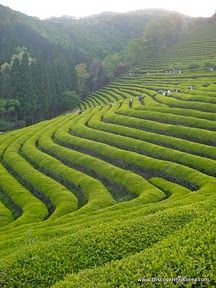 I'll bet you are not sure what this is! It is tea fields on Korea! Real tea. Tea Garden Photography, Tea Garden Design, Best Fish For Aquaponics, Tea Field, Korean Tea, Tea Gardens, Tea Farm, World Radio, Tea Estate