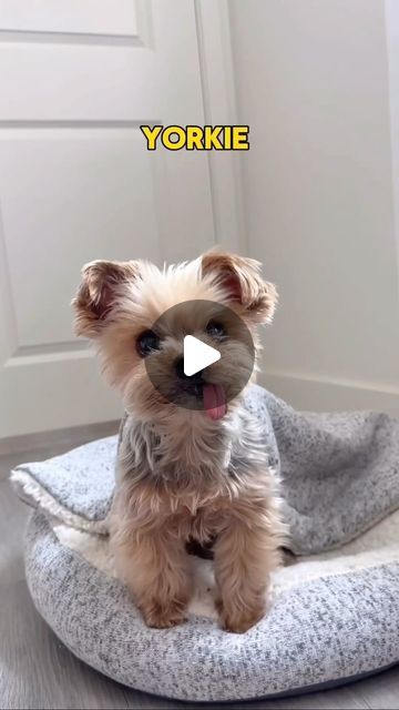 Party Yorkie Haircut, Yorkiepoo Haircut Styles, Floppy Ear Yorkie Haircuts, Shorkies Dogs Full Grown, Yorkshire Terrier Haircuts, Morkie Haircut Hairstyles Teddy Bears, Yorkie Haircuts Female, Yorker Haircut, Yorker Poo