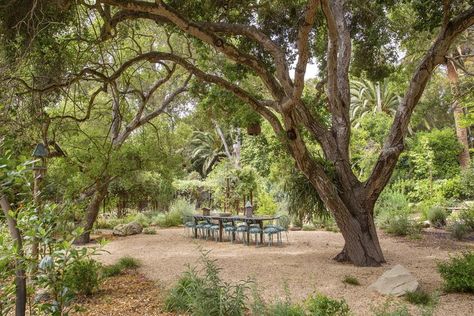 Oak Trees Landscaping, Landscaping Around Pool, Paver Path, Horse Chestnut Trees, Cedar Pergola, Limelight Hydrangea, Drought Resistant Plants, California Garden, Live Oak Trees