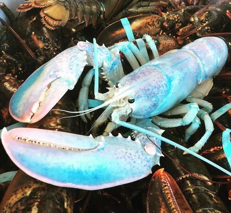 1 In A Million, Blue Lobster, Cotton Candy, New England, England, Candy, Blue, Candy Floss