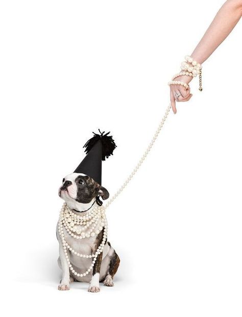 Dog Birthday Photoshoot, Dog Photoshoot Ideas, Dog Photography Ideas, French Bulldog Mix, Bulldog Mascot, Dog Business, Dog Photoshoot, Boston Terrier Love, Jewelry Editorial