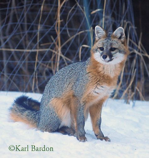 Fox Symbolism, Fox Character, History Photography, Animal Reference, Fox Face, Woodland Critters, Grey Fox, Animal Study, Pet Fox