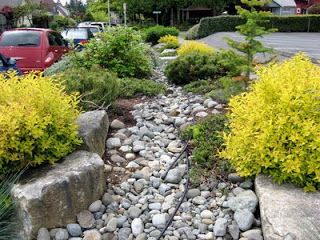 Seattle Garden Ideas: Commercial Landscapes: At PCC, A Dry Stream Runs Through It >> possible look of "stream" drainage feature Office Landscaping, Succulent Border, Seattle Garden, Dry Stream, Xeriscape Landscaping, Commercial Landscape Design, Garden Retaining Wall, Commercial Landscape, Dry River