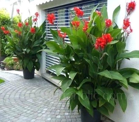 Big Pot Flowers, Cana Lilly Planters, Canna Lilly Planter Ideas, Canna In Pots, Red Canna Lily Container Pots, Cana Lily In Pots, Canna Lily Container Pots, Plants In Large Pots, Canna Lillies